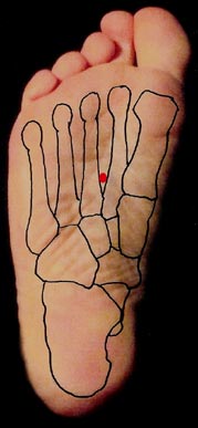 The red dot locates KD-1 at the bottom of the foot